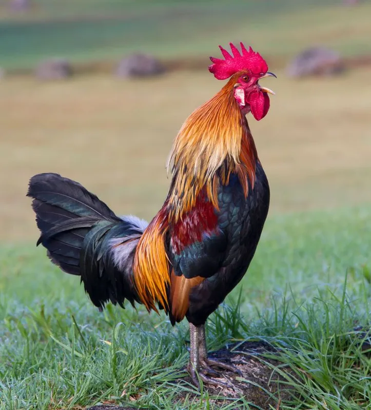 COQ. VDK DANKHA 890 ML PET